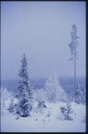 Vinter. Nov 1979 -