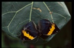 Fjärilar 1992 - ; Öland aug 1994 (Sagittar)