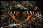 Fjärilar 1980 - 1983